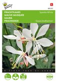 Buzzy® Gaura lindheimeri, Prachtkaars Sparkle White - afbeelding 1