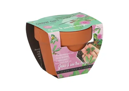 Buzzy® Grow Gifts Kruidje-roer-me-niet 