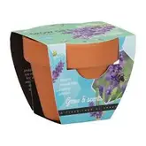 Buzzy® Grow Gifts Lavendel