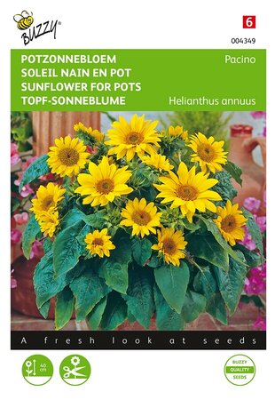 Buzzy® Helianthus, lage Potzonnebloem Pacino - afbeelding 1