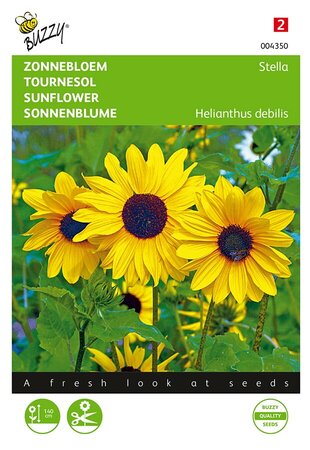 Buzzy® Helianthus, Zonnebloem Stella kleinbloemig - afbeelding 1