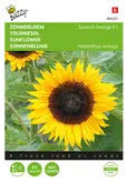 Buzzy® Helianthus, Zonnebloem Sunrich Orange F1 - afbeelding 1