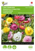 Buzzy® Helichrysum, lage Strobloem Tom Thumb - afbeelding 1