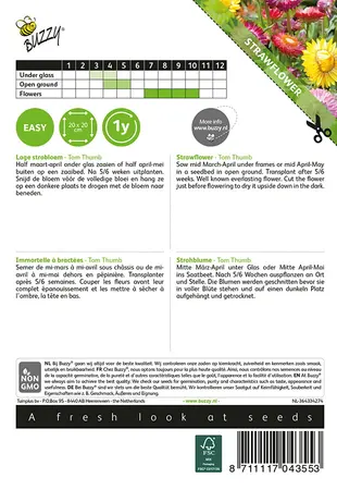 Buzzy® Helichrysum, lage Strobloem Tom Thumb - afbeelding 2