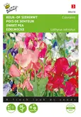 Buzzy® Lathyrus, Reuk- of siererwt Colorama - afbeelding 1