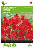 Buzzy® Lathyrus, Reuk- of siererwt Royal Family rood - afbeelding 1