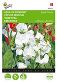 Buzzy® Lathyrus, Reuk- of siererwt Royal Family Wit - afbeelding 1