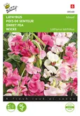 Buzzy® Lathyrus, Sier- of Reukerwt meerjarig - afbeelding 1