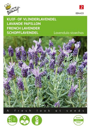 Buzzy® Lavandula, Kuif- of Vlinderlavendel - afbeelding 1