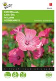 Buzzy® Lavatera, Bekermalva Roze/Rood - afbeelding 1