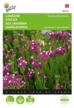 Buzzy® Limonium, Lamsoor Purple Attraction - afbeelding 1