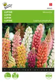Buzzy® Lupinus, lage Lupine Minarette - afbeelding 1