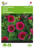 Buzzy® Malope, Trechtermalva Purple Queen - afbeelding 1