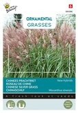 Buzzy® Ornamental Grasses Chinees prachtriet 'New Hybrids' - afbeelding 1