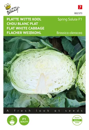 Buzzy® Platte Witte Kool Spring Salute F1 - afbeelding 1