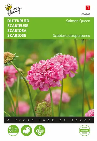 Buzzy® Scabiosa, Duifkruid Salmon Queen - afbeelding 1