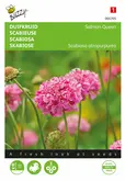 Buzzy® Scabiosa, Duifkruid Salmon Queen - afbeelding 1