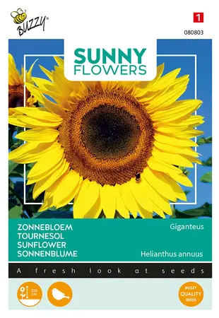 Buzzy® Sunny Flowers, Reuzenzonnebloem Giganteus - afbeelding 1