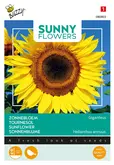 Buzzy® Sunny Flowers, Reuzenzonnebloem Giganteus - afbeelding 1