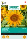 Buzzy® Sunny Flowers, Zonnebloem Irish Eyes - afbeelding 1