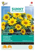 Buzzy® Sunny Flowers, Zonnebloem Pacino - afbeelding 1