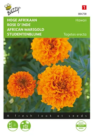 Buzzy® Tagetes, hoge Afrikaan Hawaii oranje - afbeelding 1
