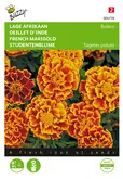 Buzzy® Tagetes, lage Afrikaan Bolero - afbeelding 1