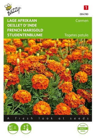 Buzzy® Tagetes, lage Afrikaan Carmen - afbeelding 1