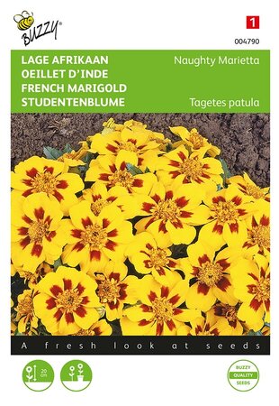 Buzzy® Tagetes, lage Afrikaan Naughty Marietta - afbeelding 1