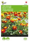 Buzzy® Tagetes, lage Afrikaan Petite Harmony - afbeelding 1