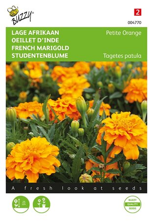 Buzzy® Tagetes, lage Afrikaan Petite Orange - afbeelding 1