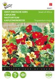 Buzzy® Tropaeolum, Oost-Indische kers Jewel of Africa - afbeelding 1