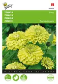 Buzzy® Zinnia Envy - afbeelding 1