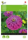 Buzzy® Zinnia Lavendel - afbeelding 1