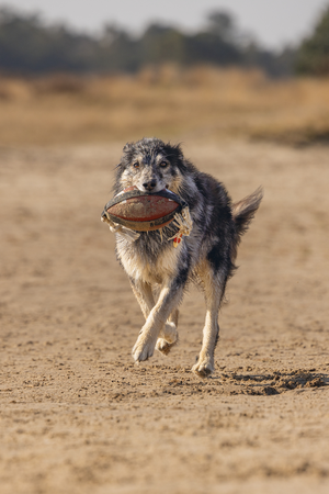 BZ ACTION RUGBYBAL M TOUW BRN 21 - afbeelding 2