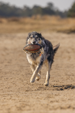 BZ ACTION RUGBYBAL M TOUW BRN 21 - afbeelding 2
