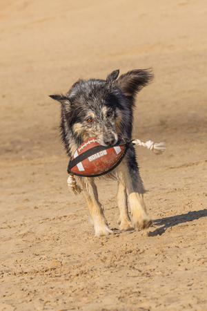BZ ACTION RUGBYBAL M TOUW BRN 21 - afbeelding 4
