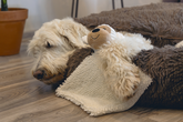 BZ ECO KNUFFELLAP BRONO BGE 30 - afbeelding 5
