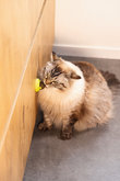 BZ KSP CATNIP BALLETJES JUMZ 3ST - afbeelding 4