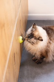 BZ KSP CATNIP BALLETJES JUMZ 3ST - afbeelding 5