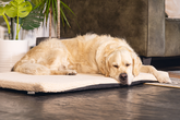 BZ MEMORYFOAM BENCHK ITO BGE 121X78 - afbeelding 3