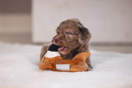 BZ PUPPY PLU RAMMELAAR FLAMY TERRA 16 - afbeelding 2