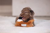 BZ PUPPY PLU RAMMELAAR FLAMY TERRA 16 - afbeelding 2