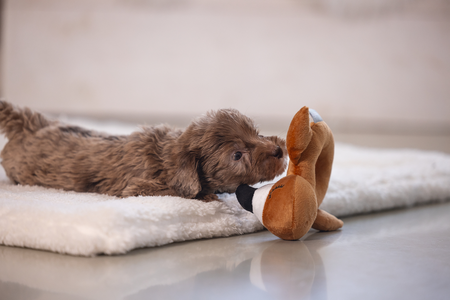 BZ PUPPY PLU RAMMELAAR FLAMY TERRA 16 - afbeelding 4