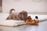 BZ PUPPY PLU RAMMELAAR FLAMY TERRA 16 - afbeelding 5