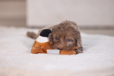 BZ PUPPY PLU RAMMELAAR FLAMY TERRA 16 - afbeelding 6
