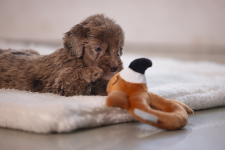 BZ PUPPY PLU RAMMELAAR FLAMY TERRA 16 - afbeelding 7