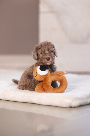 BZ PUPPY PLU RAMMELAAR FLAMY TERRA 16 - afbeelding 1