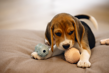 BZ PUPPY RUB DENTAL BAL RZE 5 - afbeelding 2