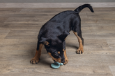 BZ PUPPY RUB DENTAL FOPSPEEN GRN 9,5 - afbeelding 2